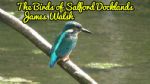 The Birds of Salford Docklands